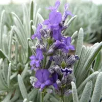 Arborix 6 x Lavandula 'Richard Gray' - Lavendel pot 9x9cm