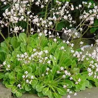 Arborix 6 x Saxifraga Urbium - Schildersverdriet pot 9x9cm - Kalkminnende Bodembedekker