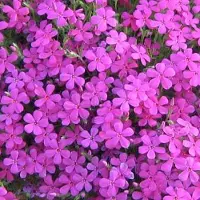 Arborix 6 x Phlox 'Crackerjack' - Vlambloem Pot 9x9 cm - Rijkbloeiende Borderplant