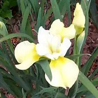 Arborix 6 x Iris Sibirica 'Butter And Sugar' - Baardloze Iris pot 9x9cm