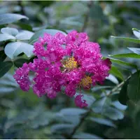 Arborix Lagerstroemia - Bloeirijke terrasplant: Opvallende plant met roze bloemen, ideaal voor warme locaties.