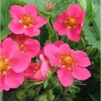 Arborix 6 x Fragaria Pink Panda - Sieraardbei Pot 9x9 cm - Roze Bloeiende Bodembedekker