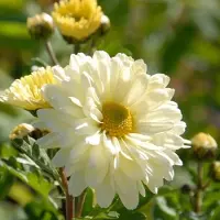 Arborix 6x Chrysanthemum hybrida 'Poesie' Pot 9x9cm - Prachtige bloemen voor in uw tuin