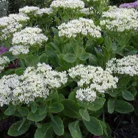 Arborix 6 x Sedum Spectabile 'Stardust' - Vetkruid pot 9x9cm