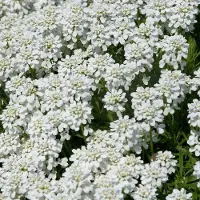 Arborix 6 x Iberis Sempervirens 'Schneeflocke' - Scheefkelk pot 9x9cm - Sneeuwwitte bloemen, groenblijvend, bodembedekker