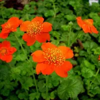 Arborix 6 x Geum coccineum 'Borisii' - Nagelkruid Pot 9x9 cm - Oranje Bloemen
