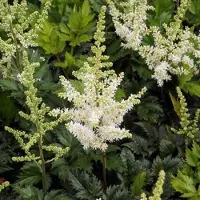 Arborix 6 x Astilbe (T) 'Prof. Van Der Wielen' - Astilbe pot 9x9cm - Dieproze bloempluimen