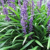 Arborix 6x Liriope muscari 'Evergreen Giant' Pot 9x9cm - Prachtige groenblijvende plant voor in de tuin