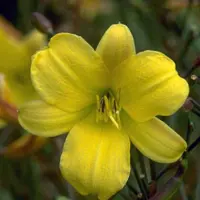 Arborix 6 x Hemerocallis 'Corky' - Daglelie Pot 9x9 cm - Geelbruine Bloemen