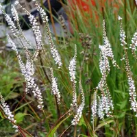 Arborix 3 x Persicaria Amplexicaulis 'Alba' - Adderwortel pot 9x9cm