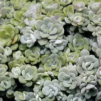Arborix 6 x Sedum Spathulifolium 'Cape Blanco' - Vetkruid pot 9x9cm - Vetplant met zilverachtig blad