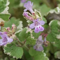 Arborix 6 x Glechoma Hederacea 'Variegata' - Hondsdraf pot 9x9cm