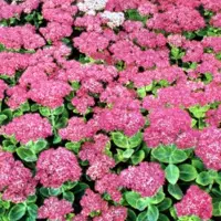 Arborix 6 x Sedum Spectabile 'Brillant' - Vetkruid pot 9x9cm