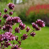 Arborix 6 x Origanum Laevigatum 'Herrenhausen' - Marjolein - P9 pot(9x9cm)
