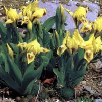 Arborix 6 x Iris 'Brassie' - Dwergbaardiris pot 9x9cm
