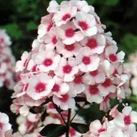 Arborix 6 x Phlox 'Omega' - Vlambloem pot 9x9cm - Intens Gekleurde Bloemen