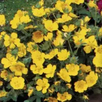 Arborix 6 x Potentilla Aurea - Ganzerik pot 9x9cm - Geelbloeiende bodembedekker, zonminnend