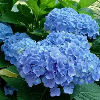 Arborix Hydrangea Macrophylla 'Blauer Prinz' - Hortensia - 25-30 cm in pot: Hortensia met diepblauwe bloemschermen.