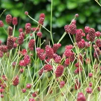 Arborix 6 x Sanguisorba Officinalis 'Tanna ' - Pimpernel pot 9x9cm