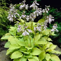 Arborix 6 x Hosta 'August Moon' - Hartlelie Pot 9x9 cm - Geelbladige Schaduwplant