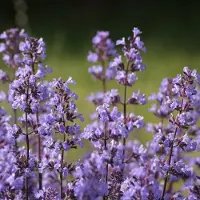 Arborix 6x Nepeta faassenii 'Blue Wonder' Pot 9x9cm - Prachtige blauwe kattenkruid plant