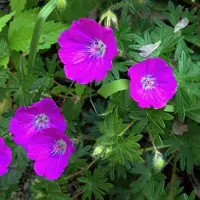 Arborix 6 x Geranium Sanguineum - Bloedooievaarsbek Pot 9x9cm - Robuuste Tuinbloeier