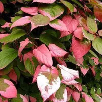 Arborix Actinidia Kolomikta - Siberische kiwi|sierkiwi 50 60 cm in pot
