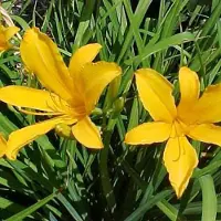 Arborix 6 x Hemerocallis Citrina - Daglelie Pot 9x9 cm - Geurende Nachtbloei