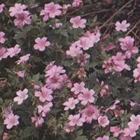 Arborix 6 x Geranium Endressi 'Wargrave Pink' - Ooievaarsbek pot 9x9cm, roze bloemen en langbloeiend