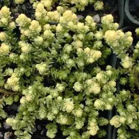 Arborix 6 x Sedum Acre 'Elegans' - Muurpeper Pot 9x9 cm - Groengele Bodembedekker