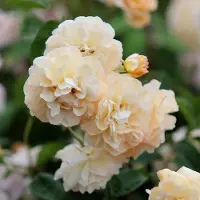 Arborix Rosa 'Buff Beauty' - Prachtige rozen voor in de tuin