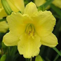 Arborix 6 x Hemerocallis 'Happy Returns' - Daglelie pot 9x9cm - Grote, heldergele bloemen, herbloeiend, langbloeiend