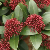 Arborix Skimmia Japonica 'Rubella' - Skimmia 25-30 cm pot