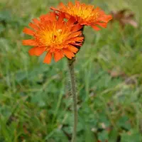 Arborix 6 x Hieracium Aurantiacum - Havikskruid Pot 9x9 cm - Oranje Wilde Bloem