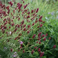 Arborix 6 x Sanguisorba Minor - Pimpernel pot 9cm x 9cm