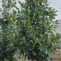 Arborix Prunus laur. 'Novita' 60-80cm - Hoogwaardige prachtige laurierbomen