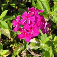 Arborix 6 x Phlox 'Rijnstroom' - Vlambloem pot 9x9cm - Rijke bloei