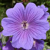Arborix 6 x Geranium Magnificum - Ooievaarsbek Pot 9x9 cm - Grootblauwe Bloemen