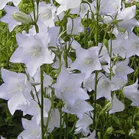 Arborix 6 x Campanula Persicifolia 'Alba' - Breedbladig Klokje pot 9x9cm - Witte bloemen, langbloeiend, geschikt voor borders