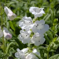 Arborix 6 x Penstemon 'White Bedder' - Schildpadbloem Pot 9x9 cm - Witbloeiende Borderplant