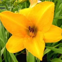 Arborix 6 x Hemerocallis 'Chicago Sunrise' - Daglelie pot 9x9cm
