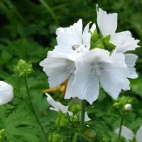Arborix 6 x Malva Moschata 'Alba' - Muskuskaasjeskruid Pot 9x9 cm - Witbloeiend Wild Kruid