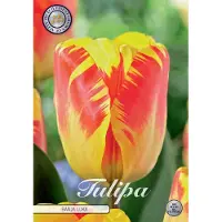 Sam van Schooten Dutch Finest Quality Banja Luka Triumph Tulpenbollen Bolmaat 12+ 10 Bloembollen