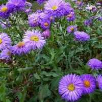 Arborix 6 x Erigeron 'Azurfee' - Fijnstraal pot 9x9cm