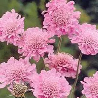 Arborix 6 x Scabiosa Columbaria 'Pink Mist' - Duifkruid pot 9x9cm - Zachte roze bloemen, aantrekkelijk voor vlinders