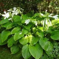 Arborix 3 x Hosta Plantaginea Grandiflora - Hartlelie pot 9x9cm