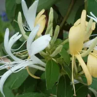Arborix Lonicera japonica 'Hall's Prolific' - Kamperfoelie 50-60 cm in pot