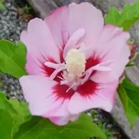 Arborix Hibiscus syriacus 'Hamabo' - Altheastruik 40-60 cm in pot