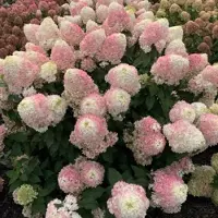 Arborix Hydrangea paniculata 'Pinkachu' 40-50cm - Pluimhortensia, opvallende roze pluimbloemen voor een speelse tuin