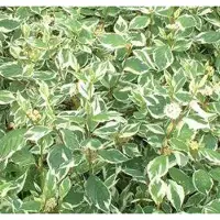 Arborix Cornus alba 'Sibirica' Variegata'- Kornoelje 50-60 cm in pot